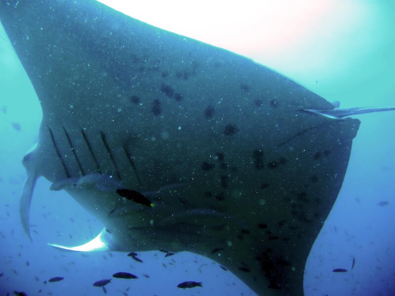 Manta Ray Underwater