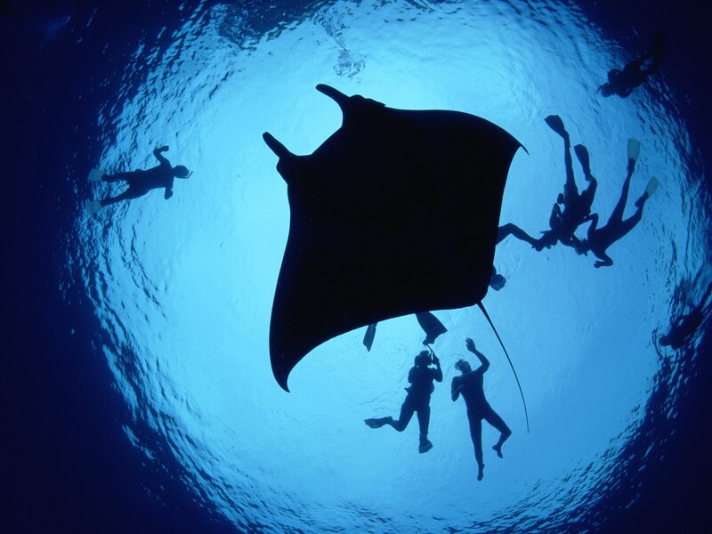 Manta Ray with Divers