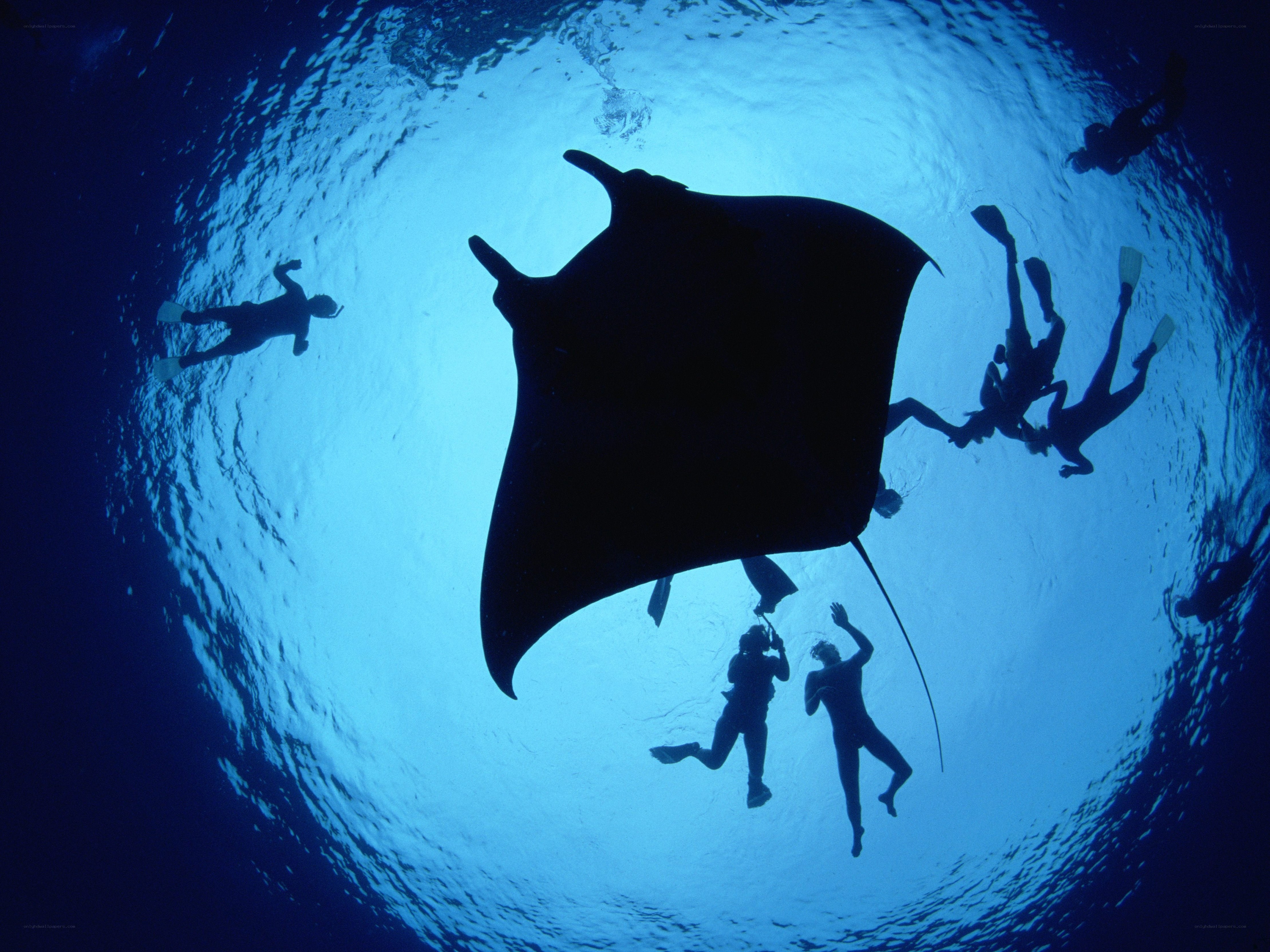 Manta ray with divers underwater
