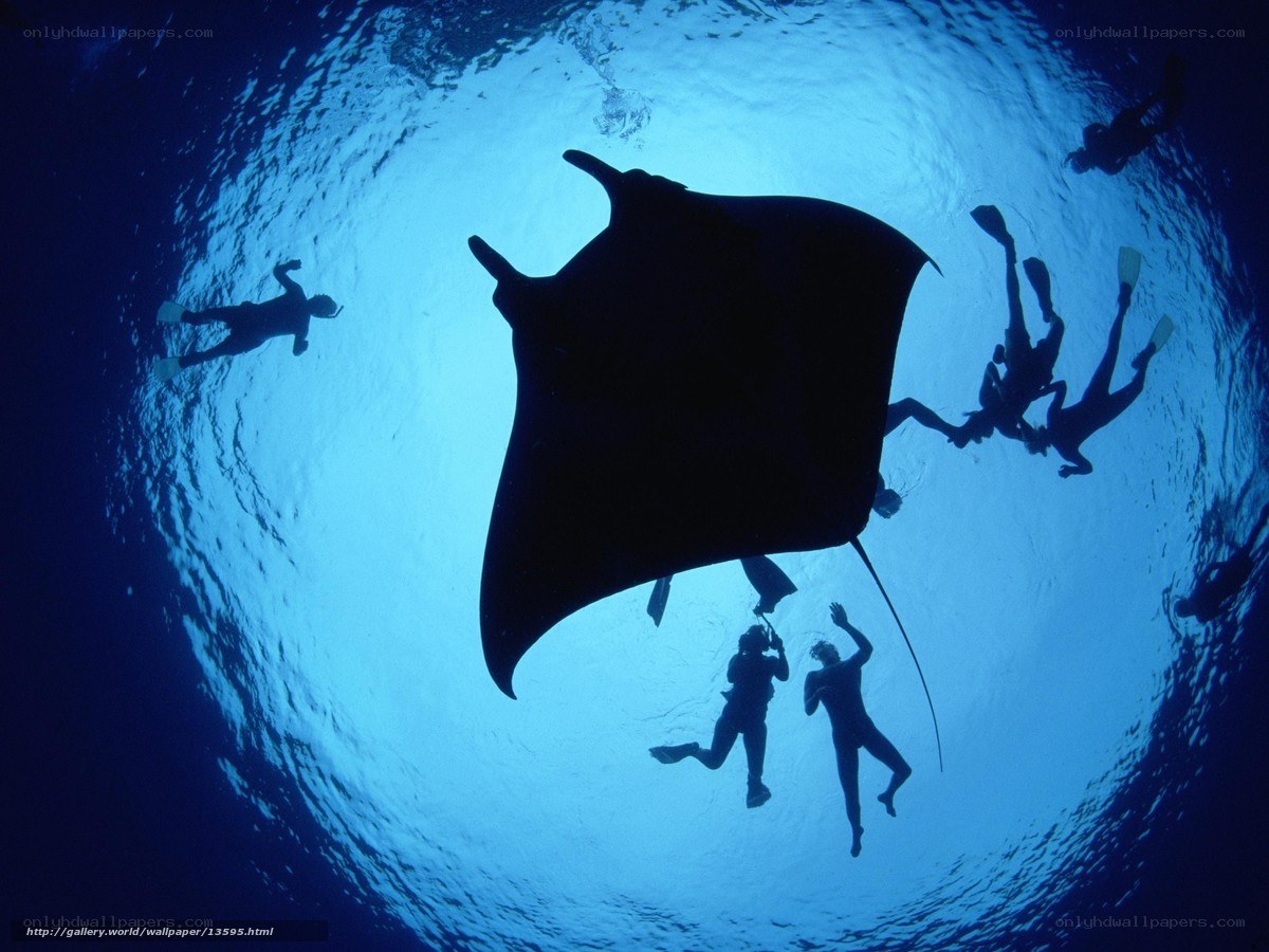 Manta ray with divers underwater