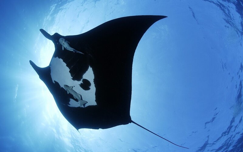 Manta ray with remoras