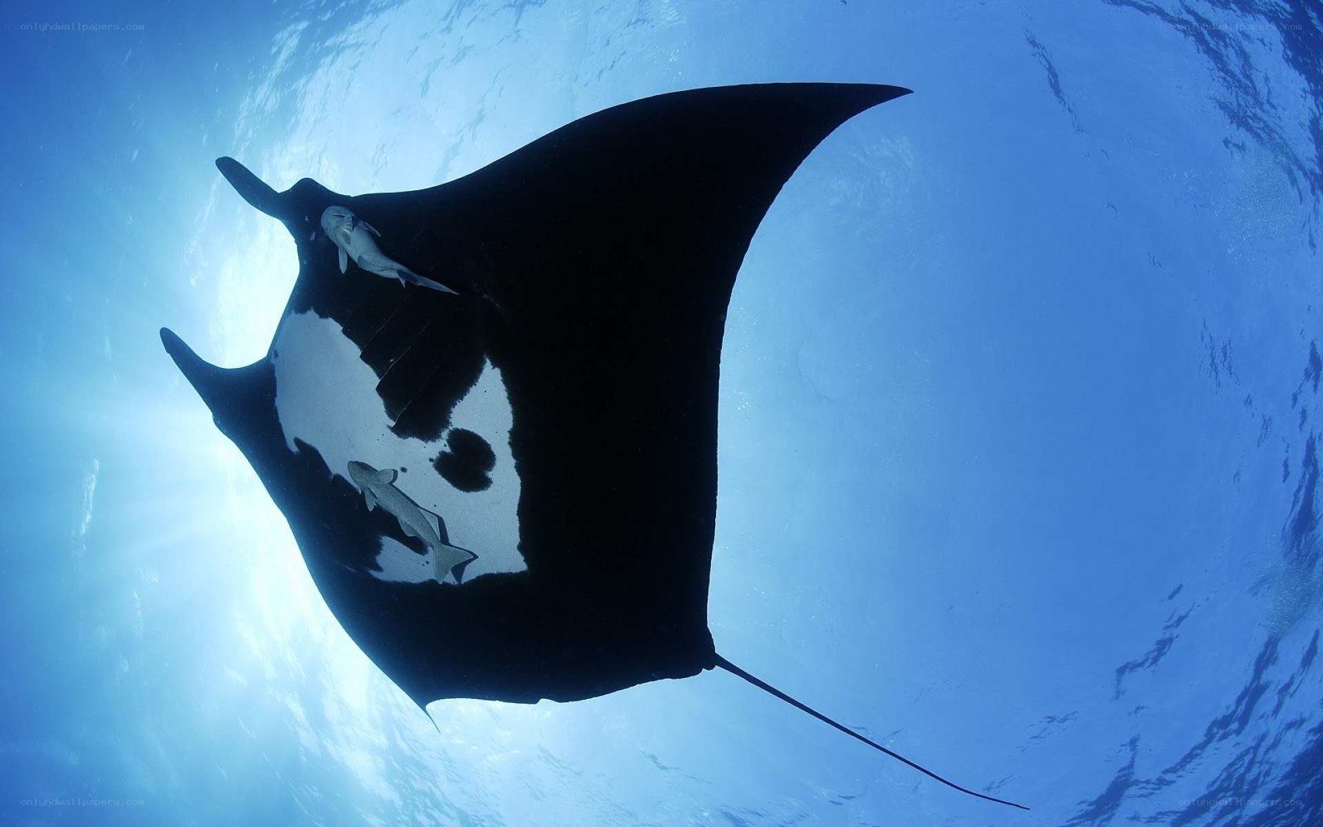 Manta ray with remoras
