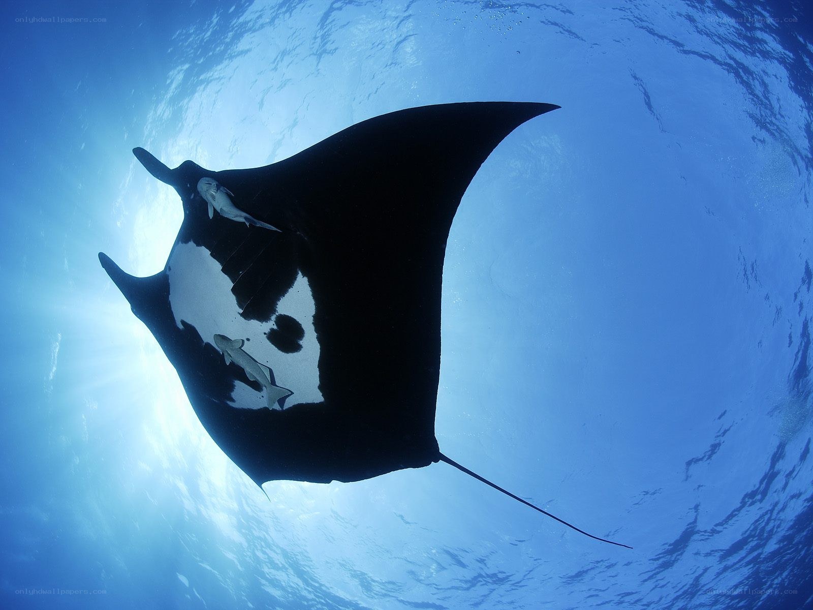 Manta ray with remoras