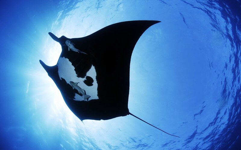 Manta Ray with Remoras — Blue, Serene, Afternoon, Photograph, Sunlight, Ocean Surface