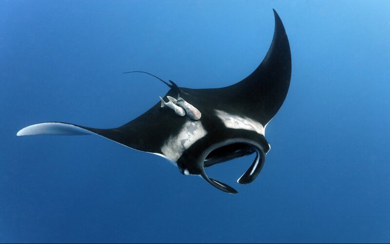 Manta Ray with Remoras — Blue, Serene, Photograph