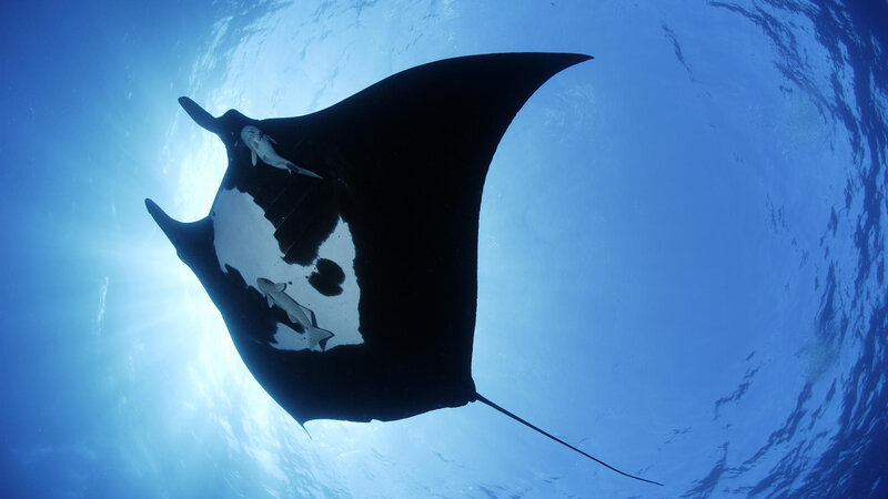 Manta Ray with Remoras — Blue, Serene
