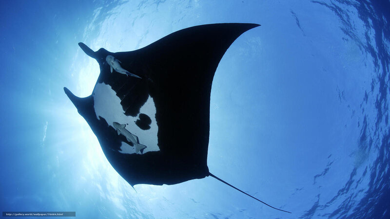 Manta ray with remoras