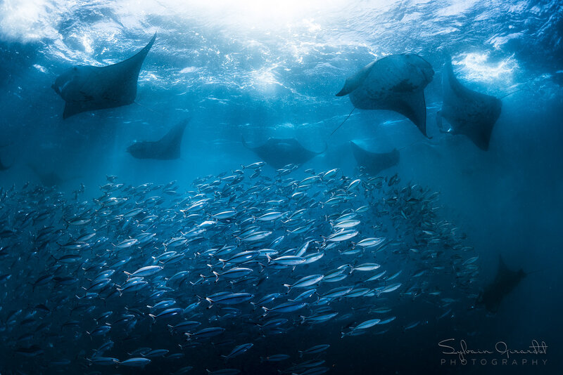 Manta Rays and Fish School
