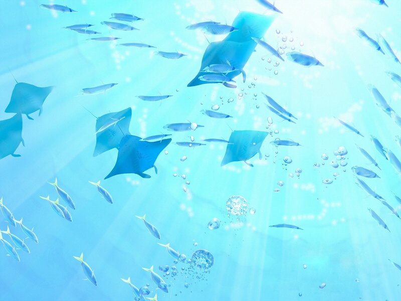 Manta Rays and Fish