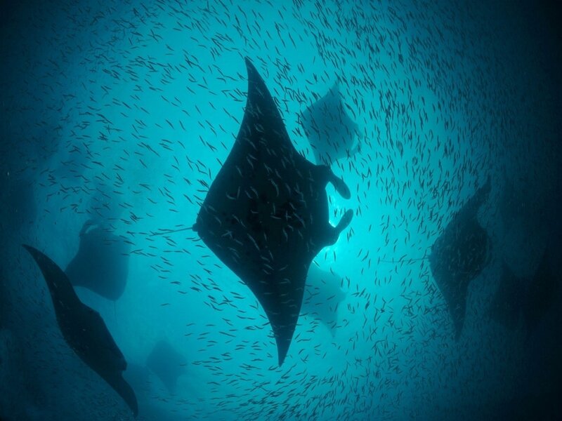 Manta rays in a school of fish