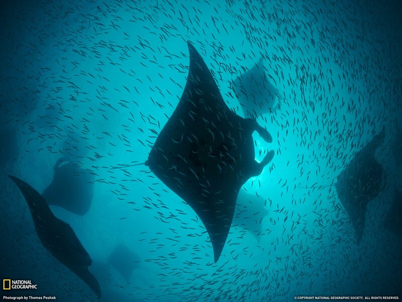Manta rays in a school of fish