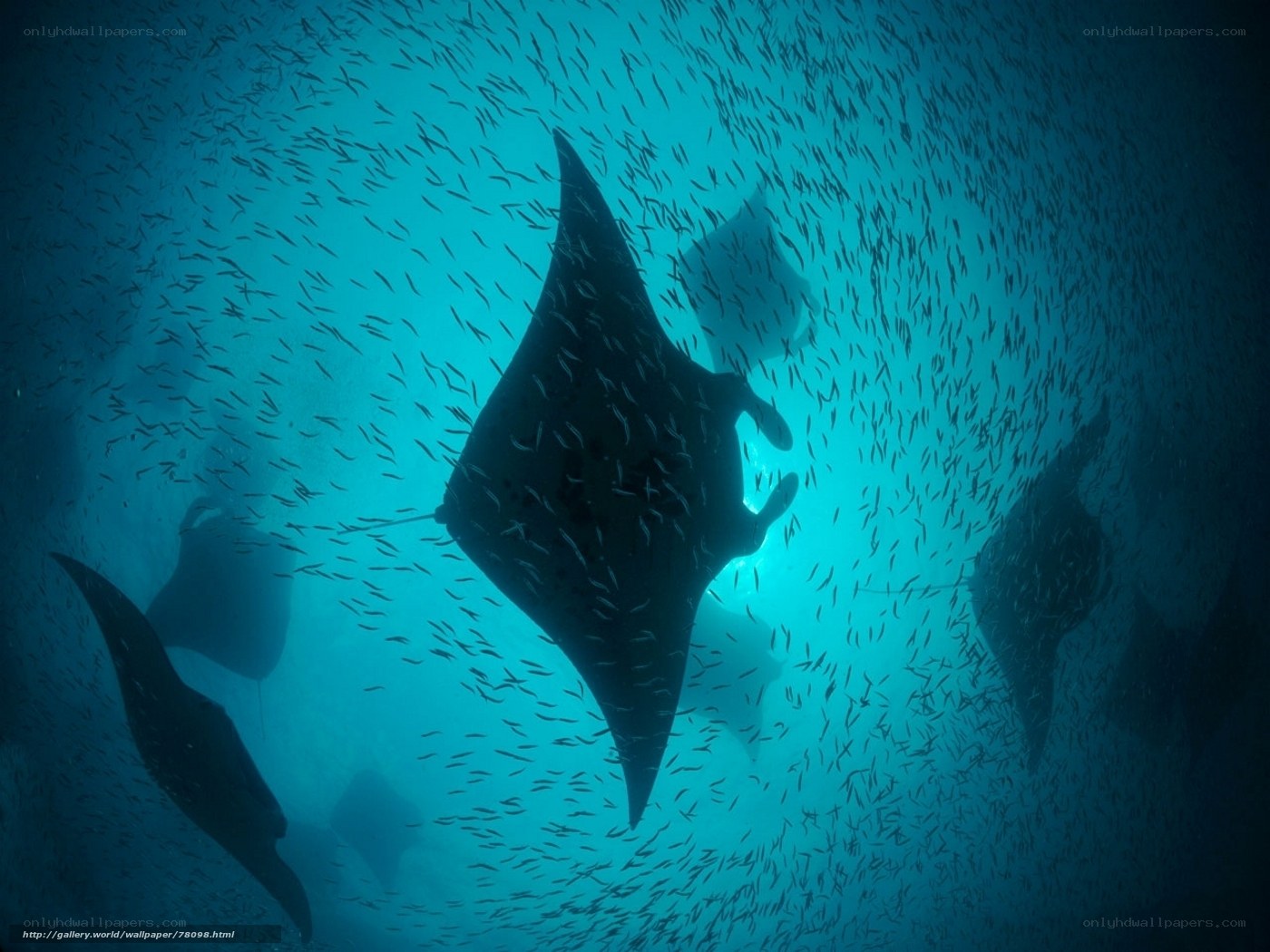 Manta rays in blue water