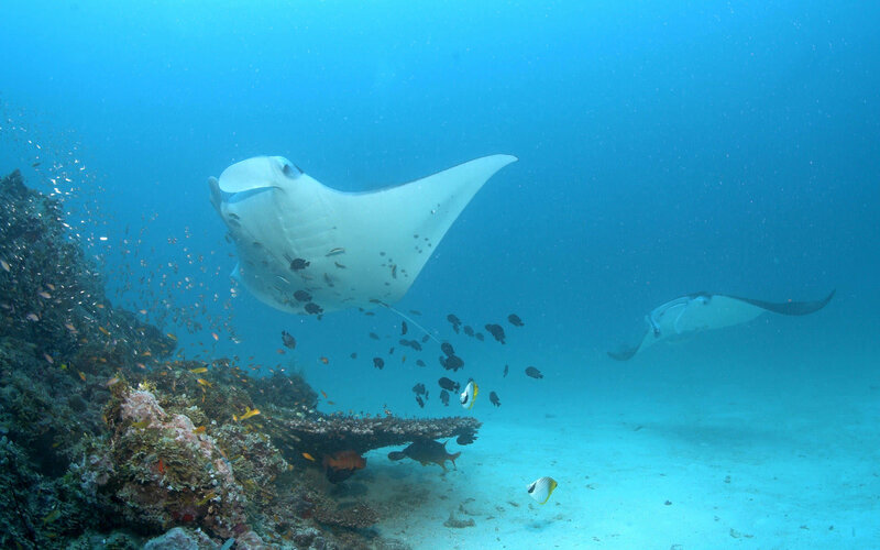 Manta Rays in Coral Reef