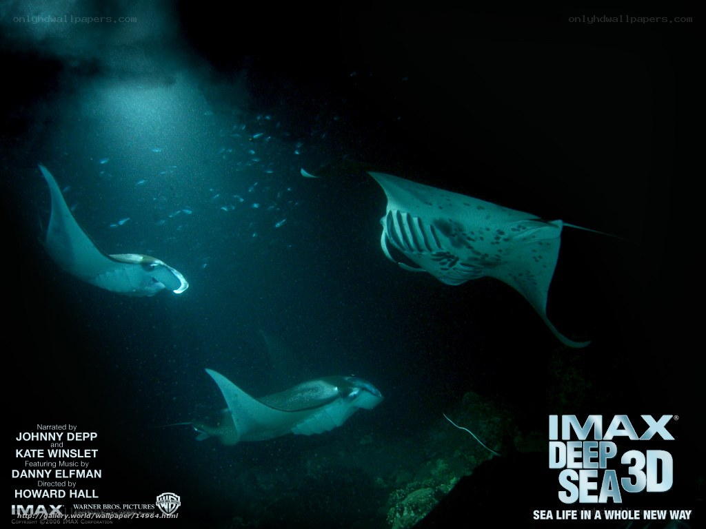 Manta rays in deep sea