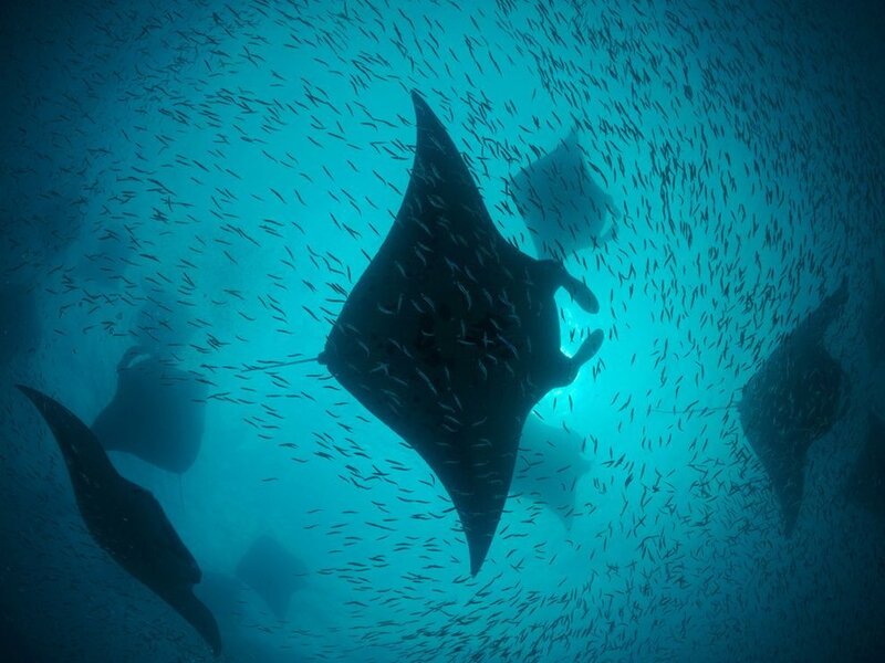 Manta Rays in School