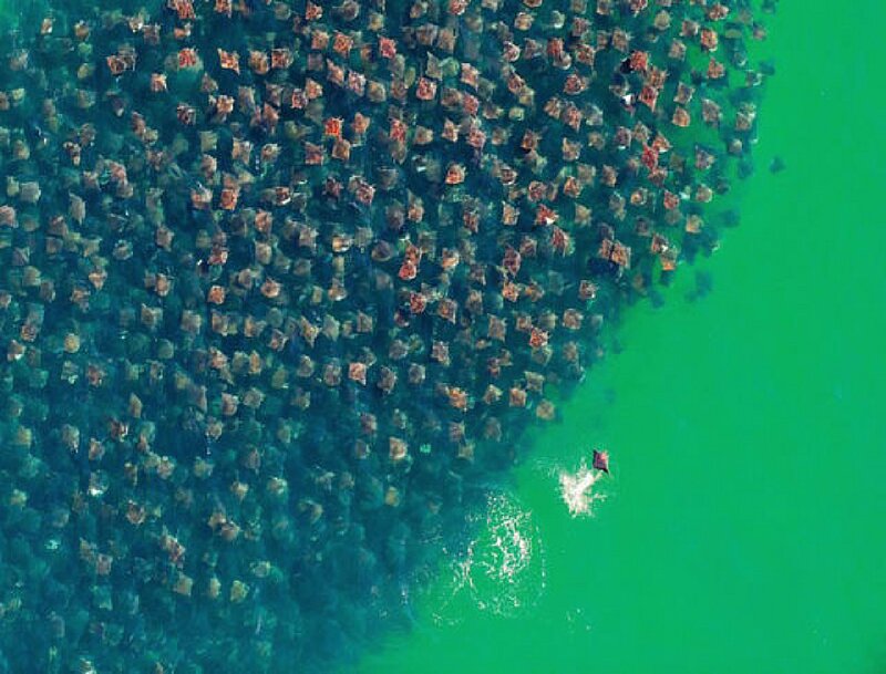Manta Rays in Water