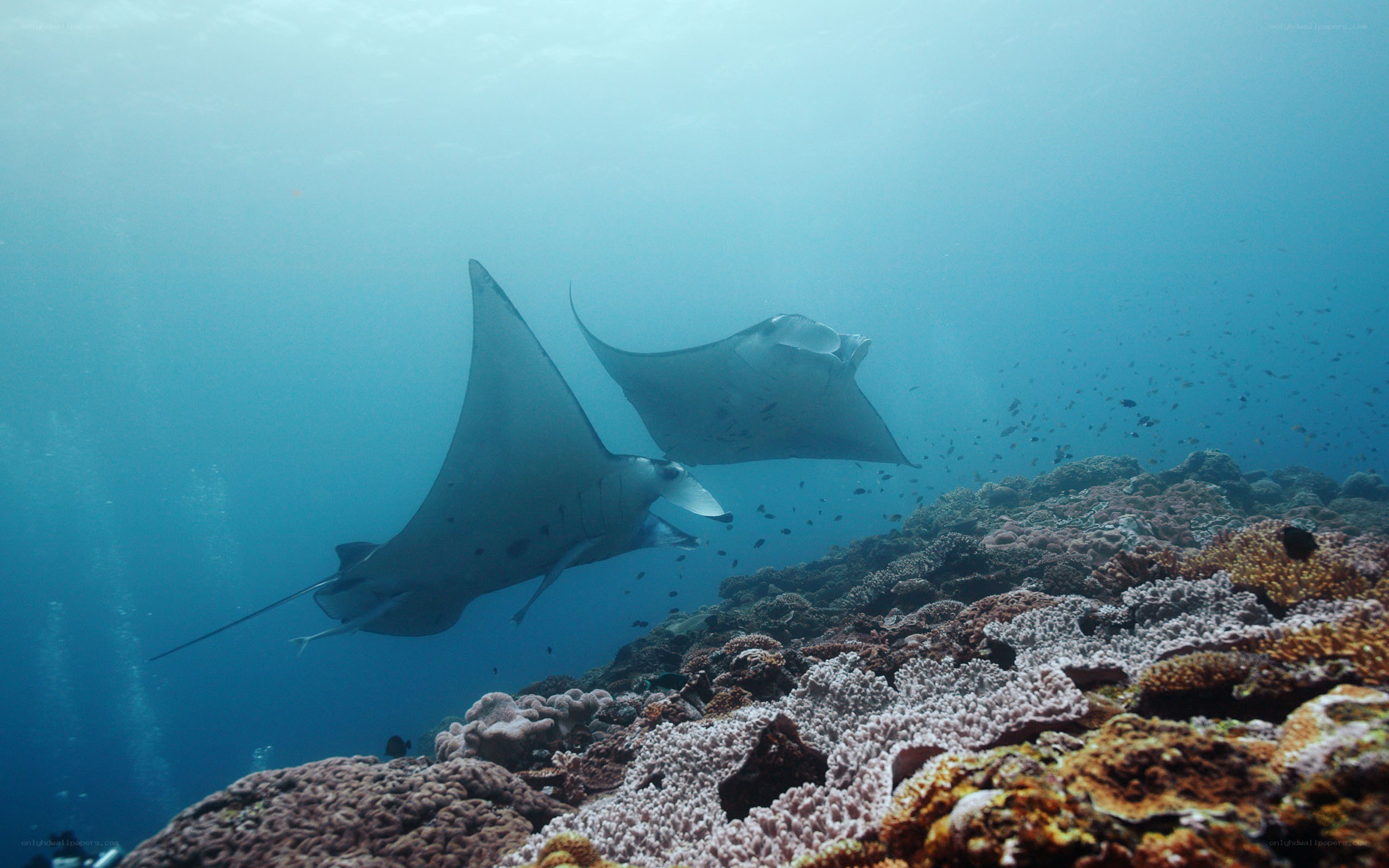Manta rays over coral reef