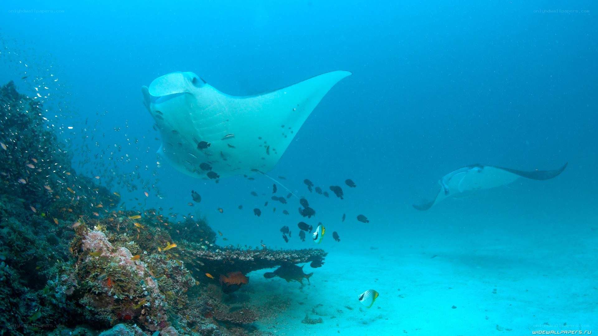 Manta rays over coral reef