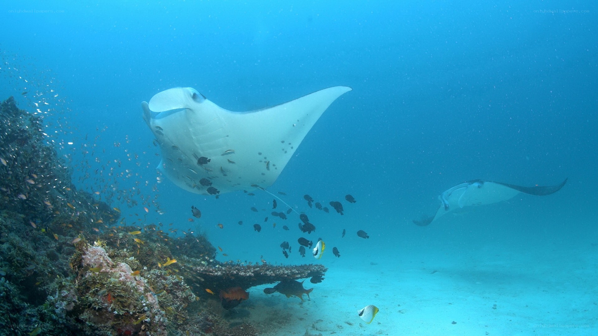 Manta rays over coral reef