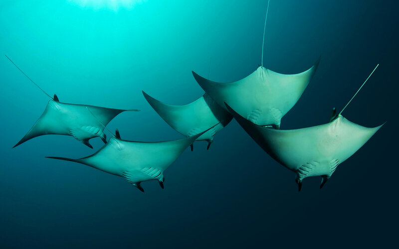 Manta Rays Swimming — Blue
