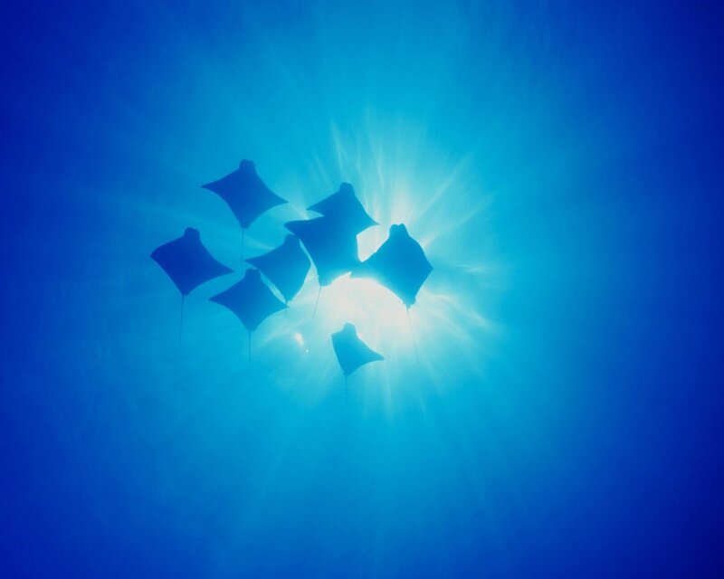 Manta rays swimming in blue water