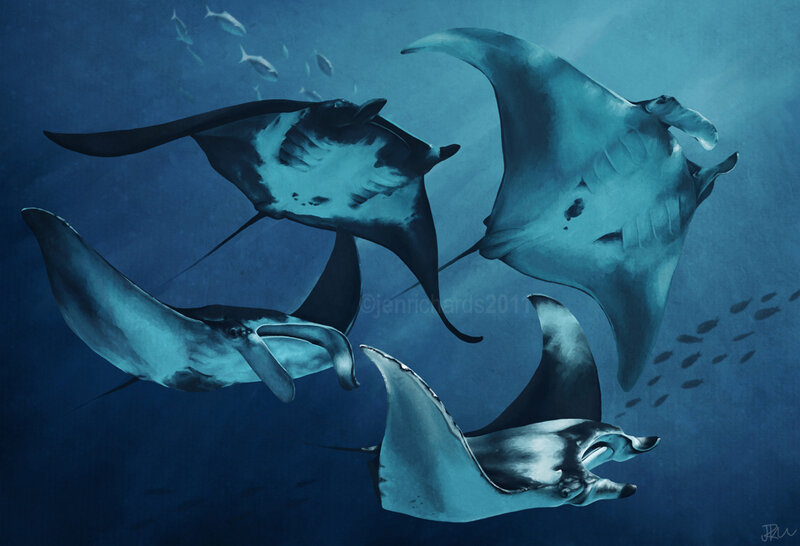 Manta Rays Swimming