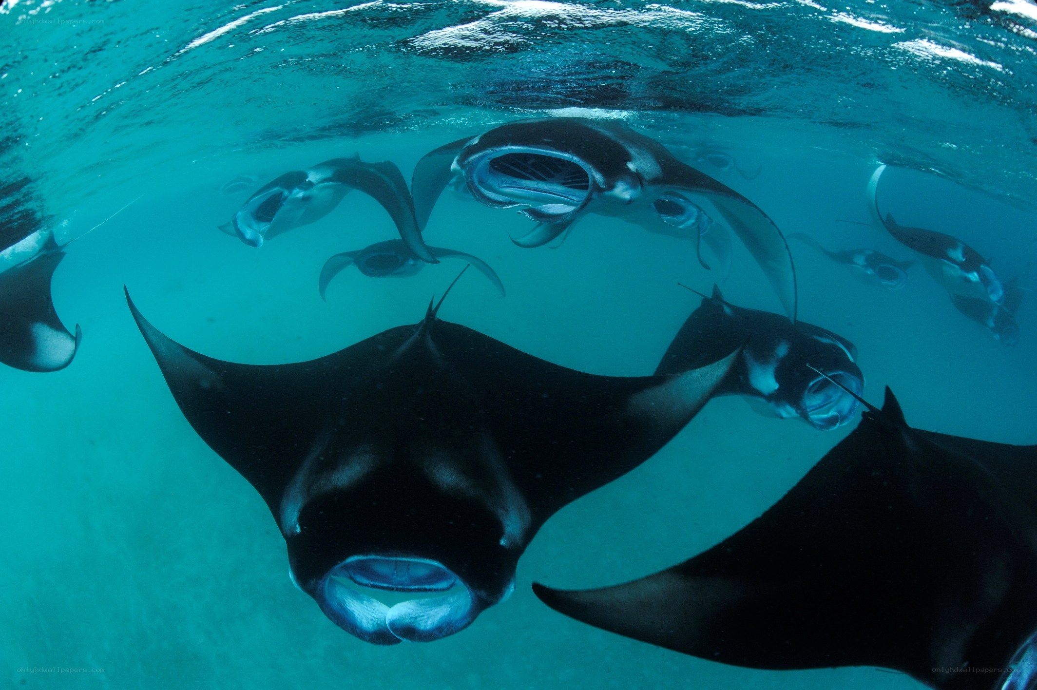 Manta rays swimming underwater