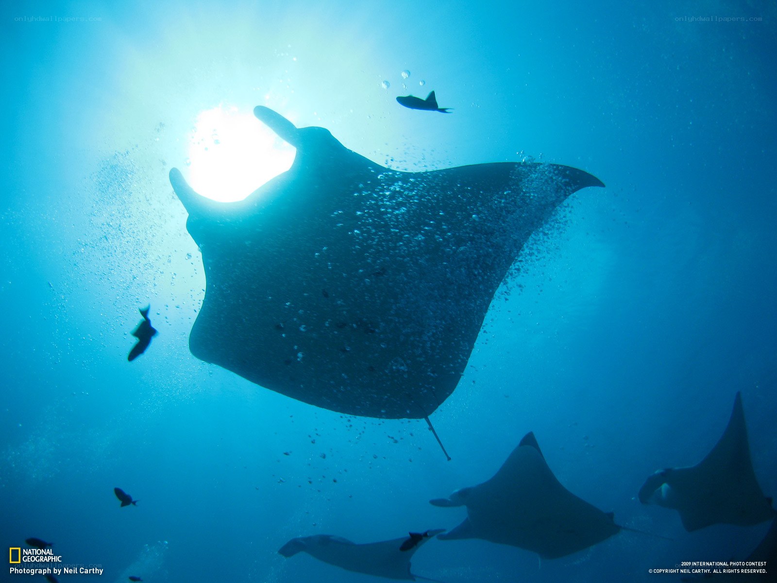 Manta rays swimming underwater