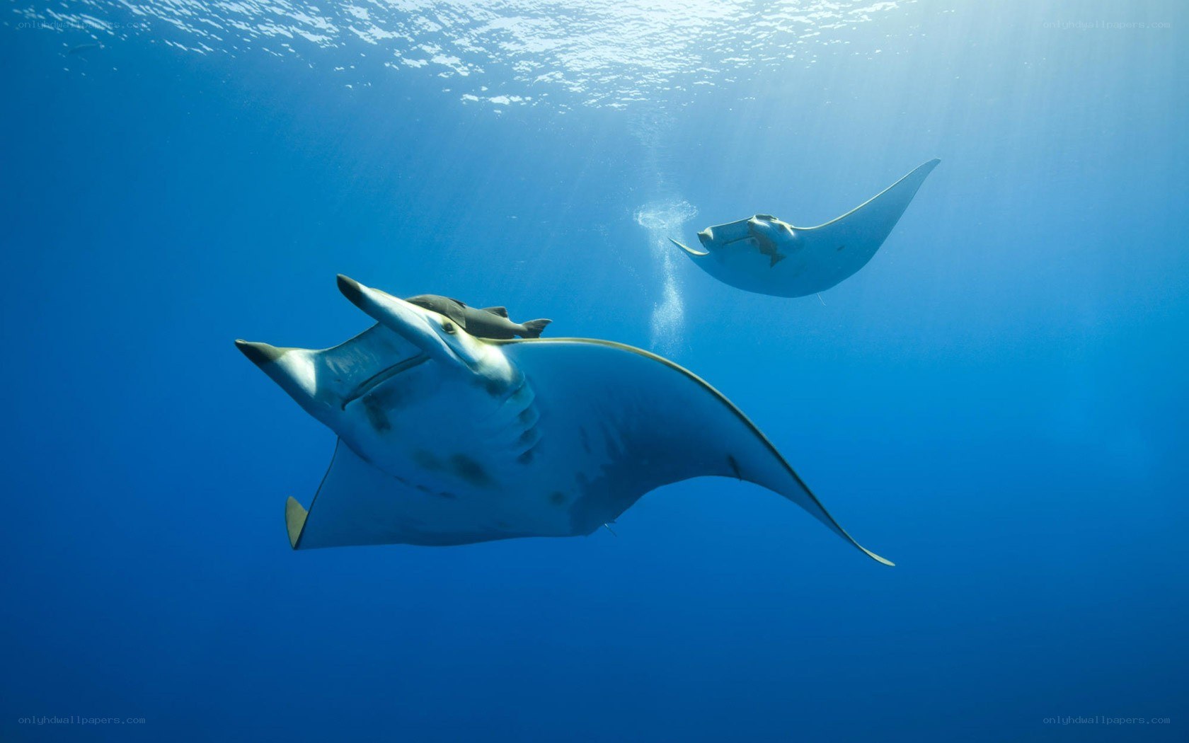 Manta rays swimming underwater