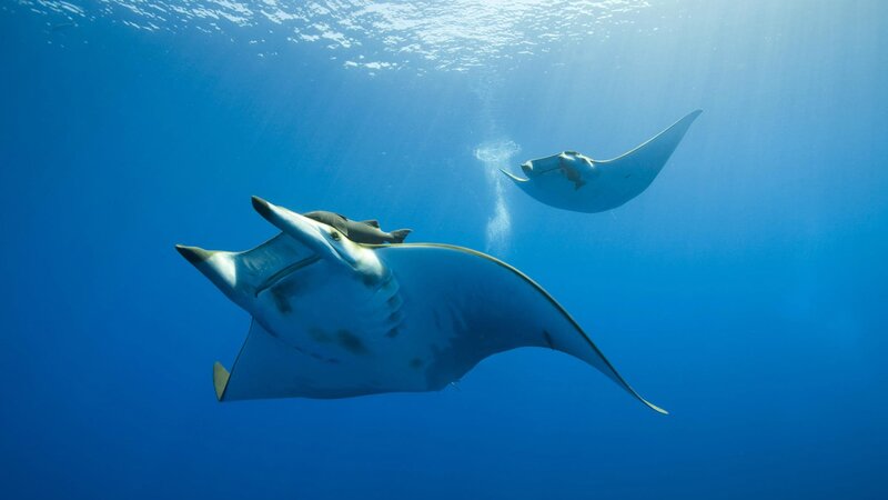 Manta rays swimming underwater