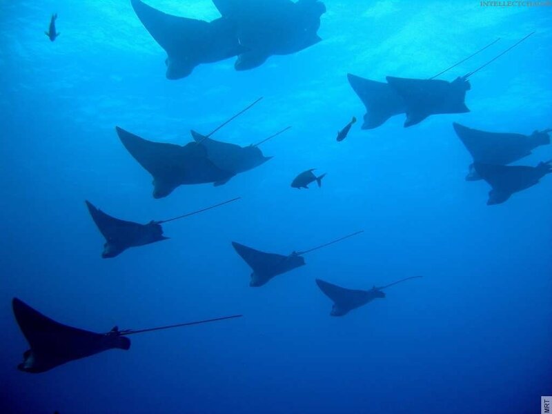 Manta rays swimming underwater