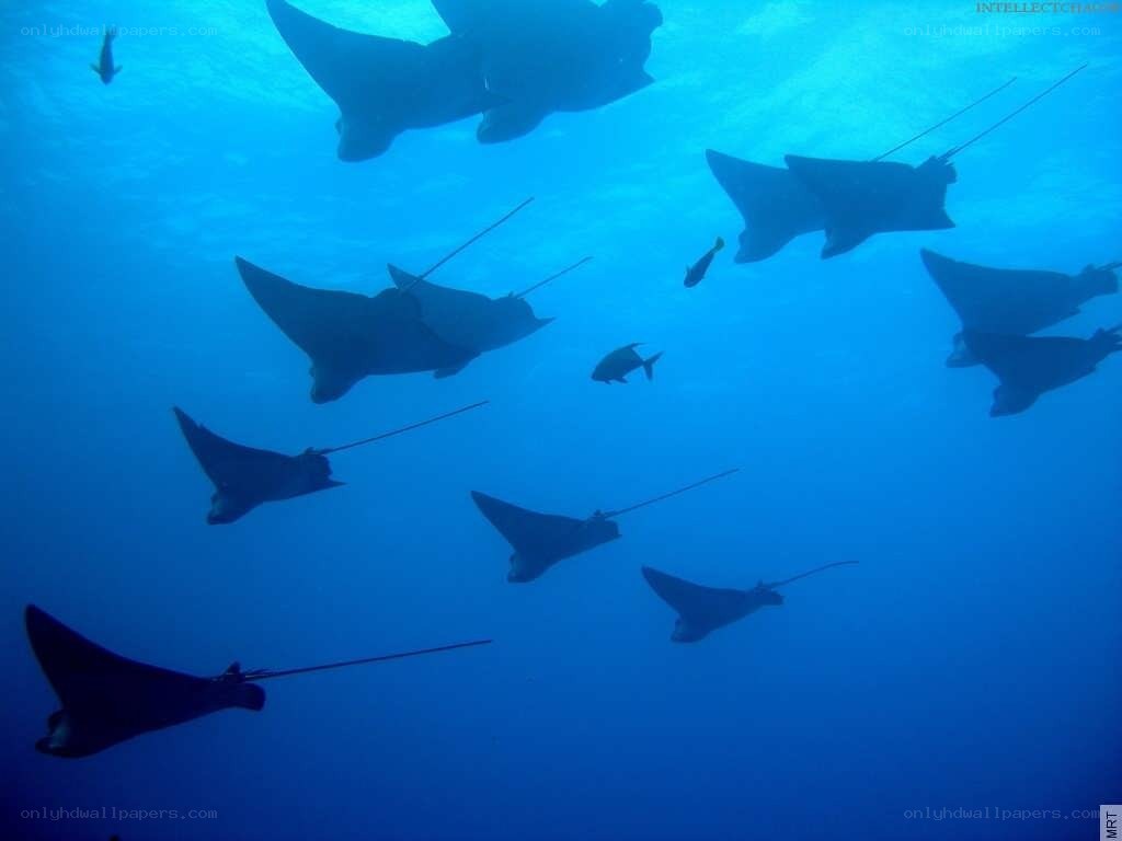 Manta rays swimming underwater