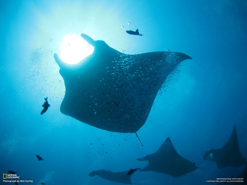 Manta Rays Underwater