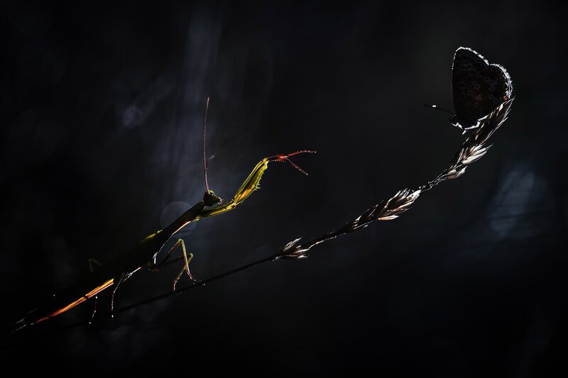Mantis and butterfly on a stem