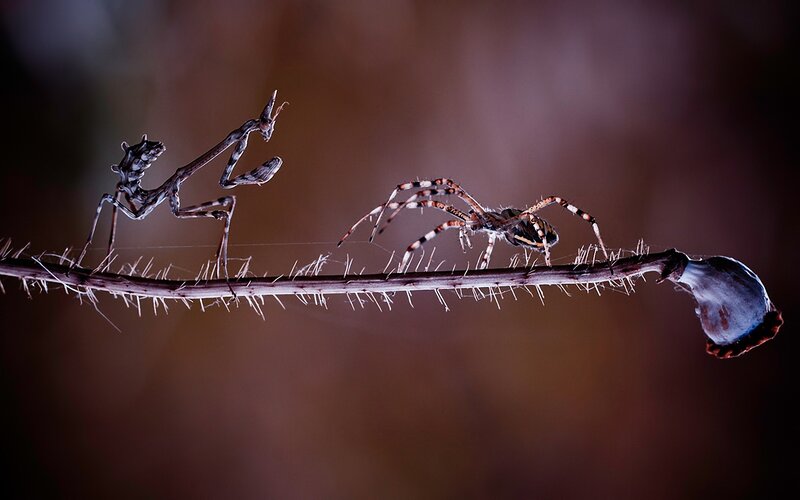 Mantis and spider on a thorny branch