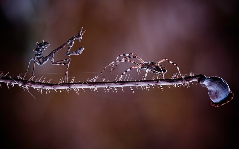 Mantis and spider on a thorny branch