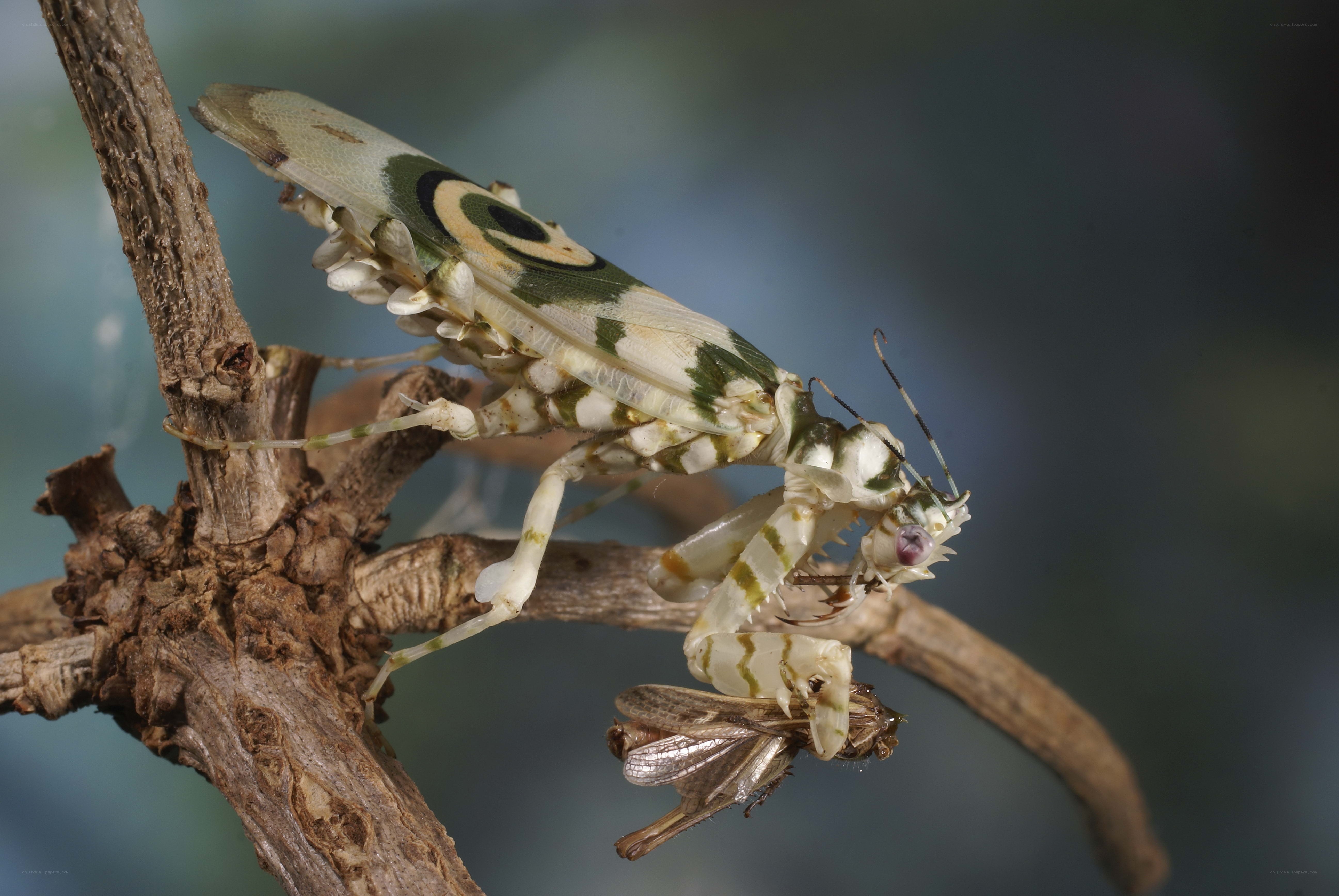 Mantis eating prey on branch