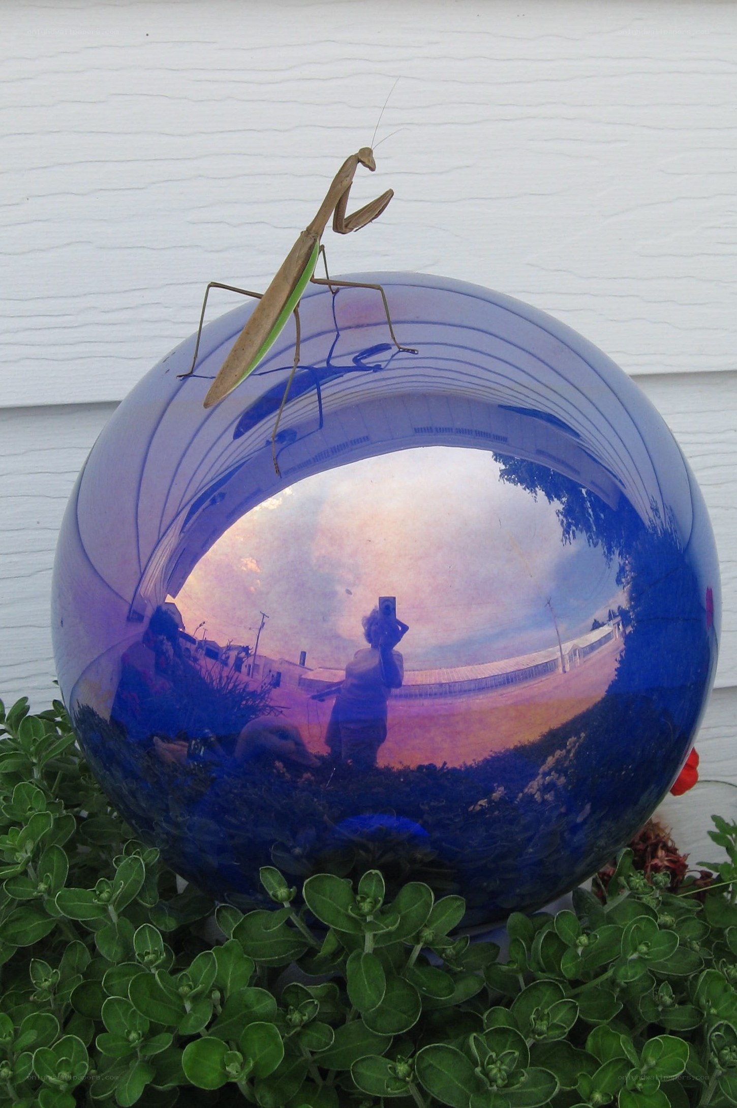 Mantis on a blue garden ball