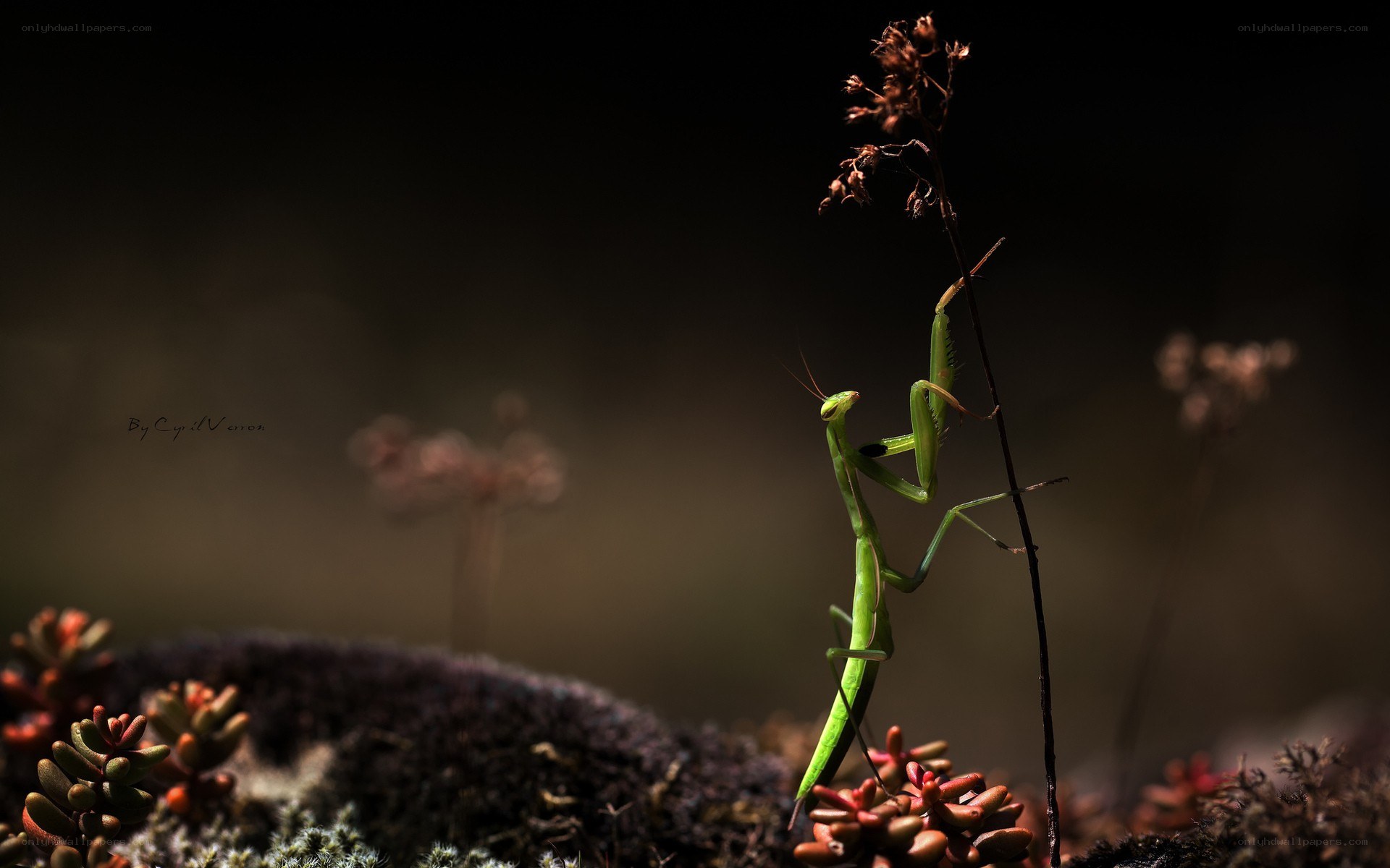 Mantis on a plant stem