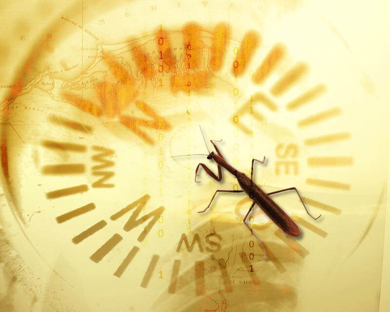 Mantis on digital clock