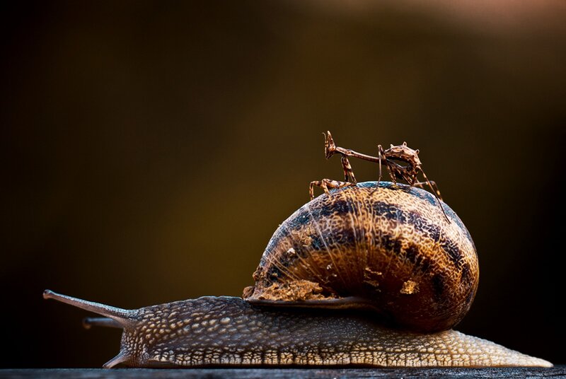 Mantis on snail shell