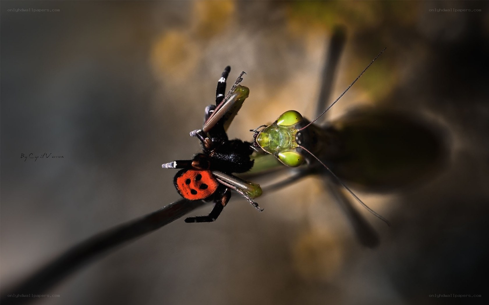 Mantis praying on spider