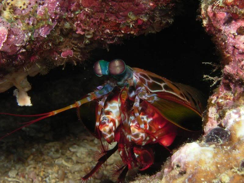 Mantis Shrimp in Coral