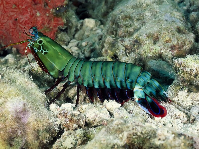Mantis Shrimp on Coral — Green