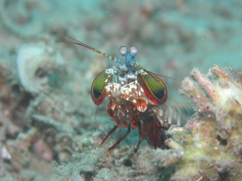 Mantis shrimp on coral reef