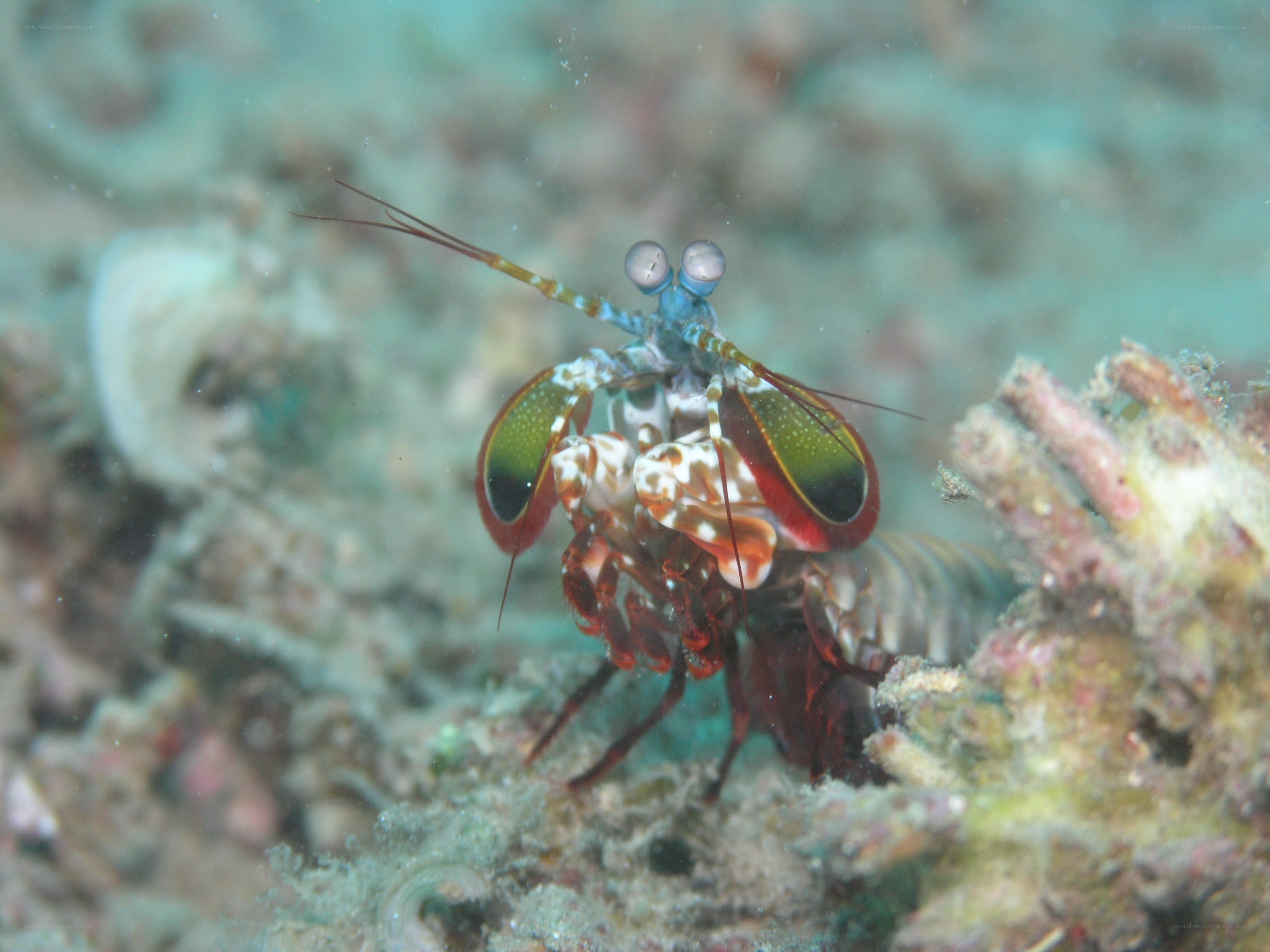 Mantis shrimp on coral reef