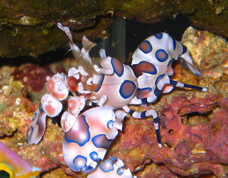 Mantis shrimp on coral reef