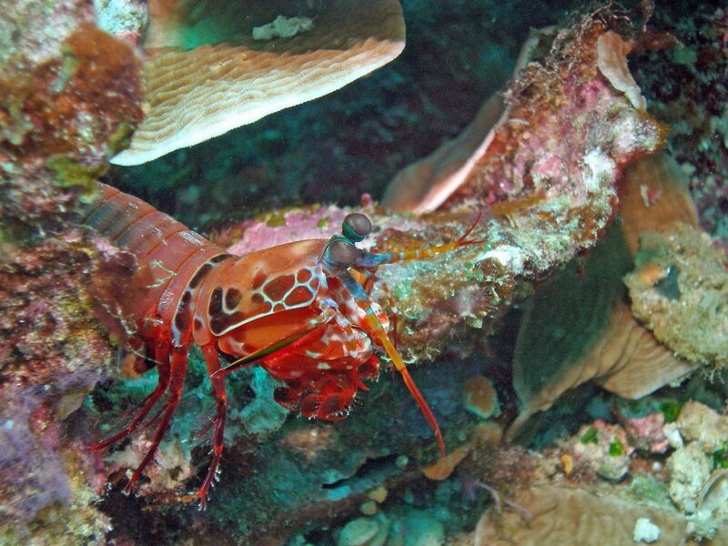 Mantis shrimp on coral reef