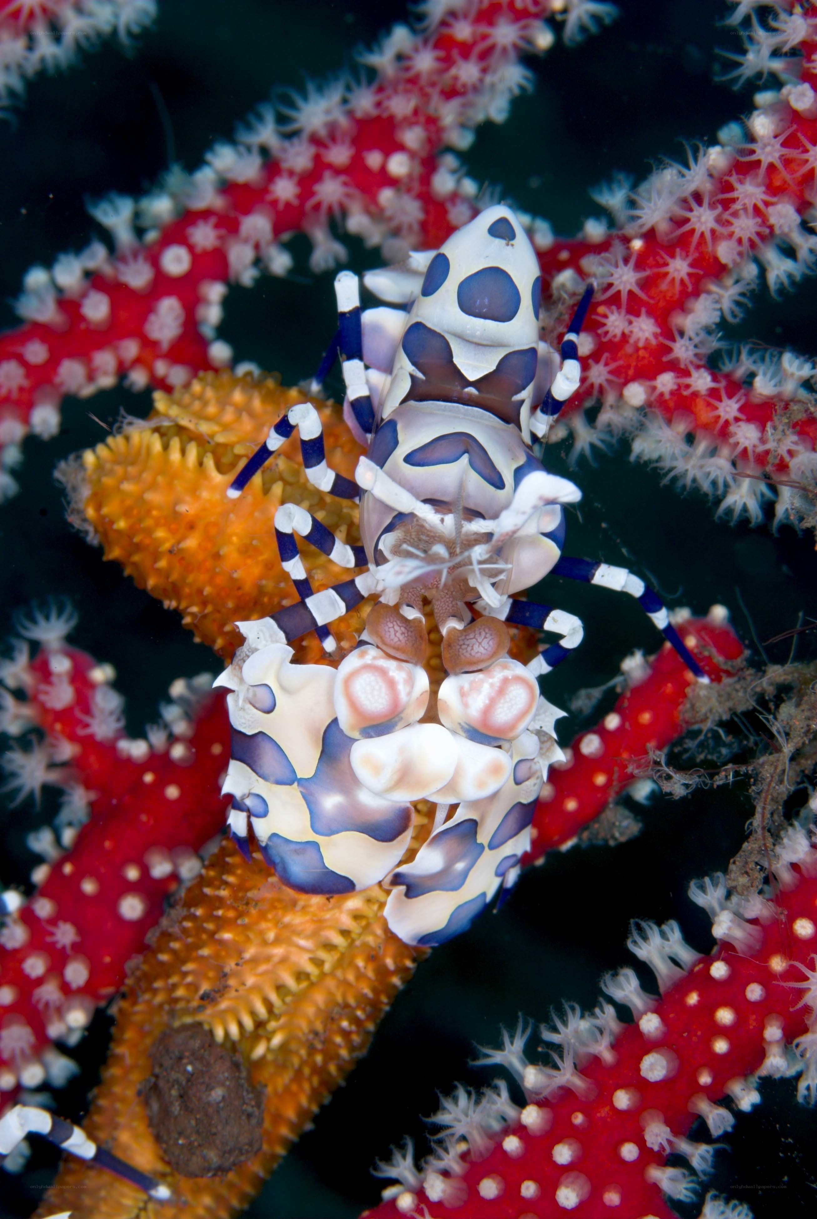 Mantis shrimp on coral