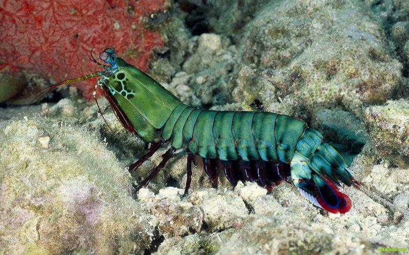 Mantis Shrimp on Reef